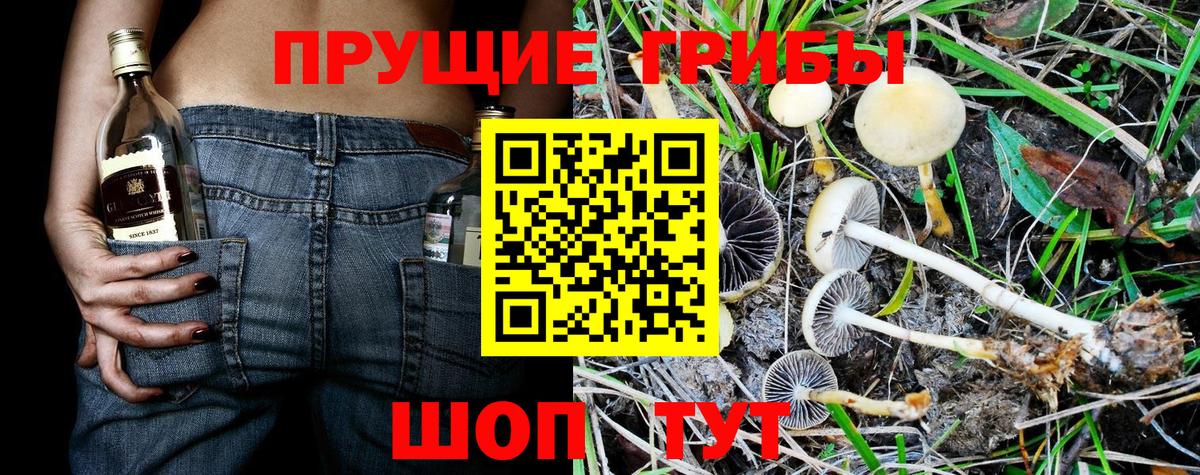 Псилоцибиновые грибы прущие грибы  Вход с VPN  сколько стоит  Советск  Галлюциногенные грибы Psilocybine cubensis 